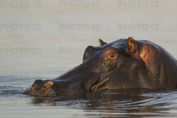 Hippopotamus (Hippopotamus amphibius) in the water