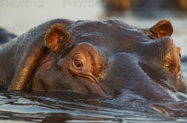 Hippopotamus (Hippopotamus amphibius) in the water