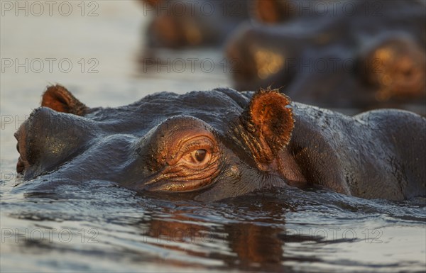 Hippopotamus (Hippopotamus amphibius) in the water