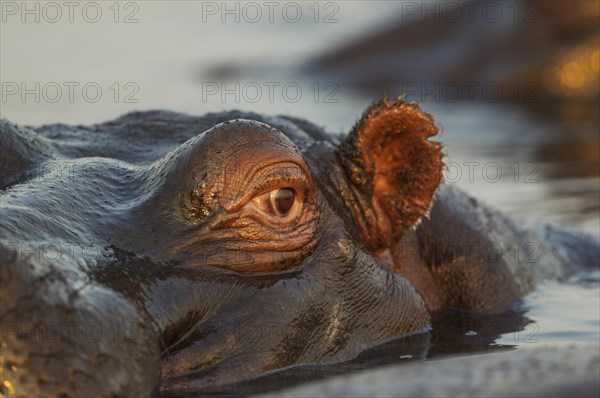 Hippopotamus (Hippopotamus amphibius) in the water