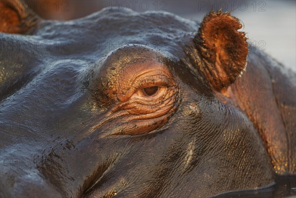 Hippopotamus (Hippopotamus amphibius) in the water