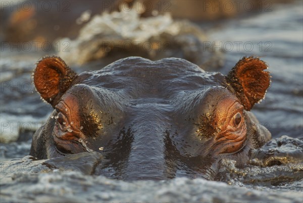 Hippopotamus (Hippopotamus amphibius) in the water