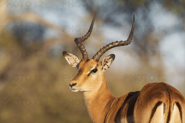 Impala (Aepyceros melampus)