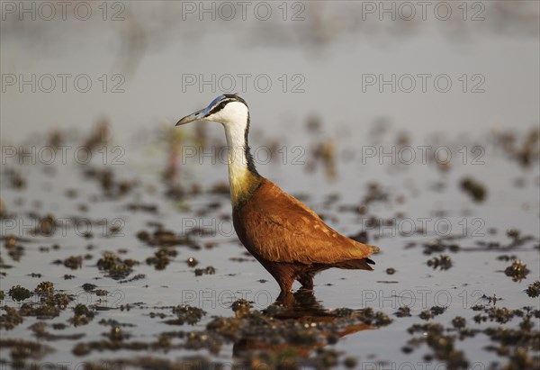 African Jacana (Actophilornis africanus)