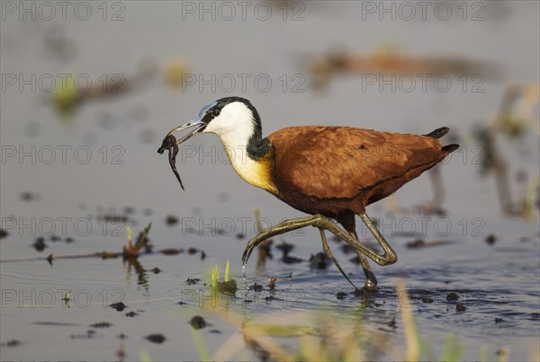 African Jacana (Actophilornis africanus)