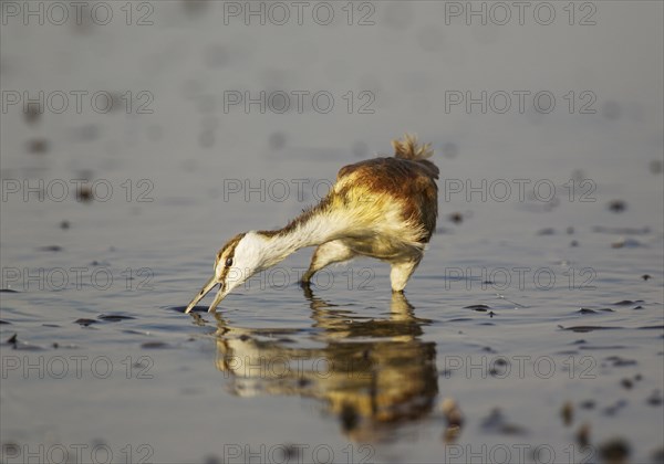 African Jacana (Actophilornis africanus)