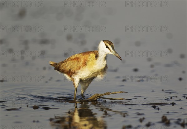 African Jacana (Actophilornis africanus)