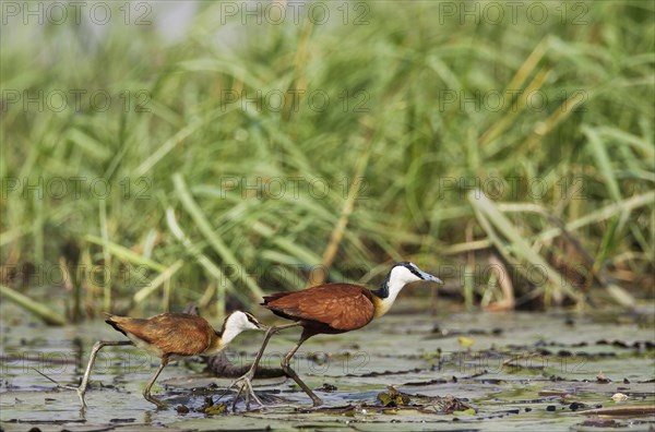 African Jacana (Actophilornis africanus)