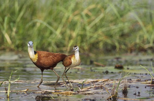 African Jacana (Actophilornis africanus)