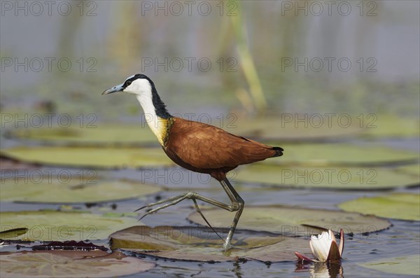 African Jacana (Actophilornis africanus)