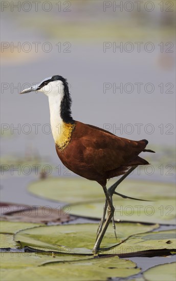 African Jacana (Actophilornis africanus)