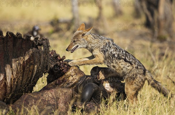 Black-backed Jackal (Canis mesomelas) at the carcass of a Cape Buffalo (Syncerus caffer caffer)