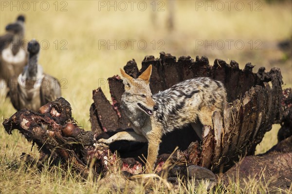 Black-backed Jackal (Canis mesomelas)