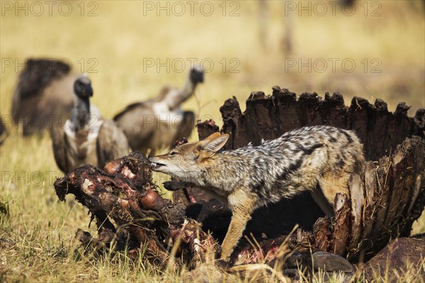 Black-backed Jackal (Canis mesomelas)