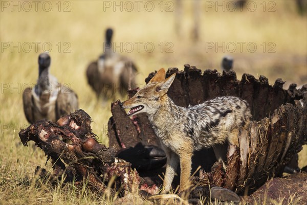 Black-backed Jackal (Canis mesomelas)