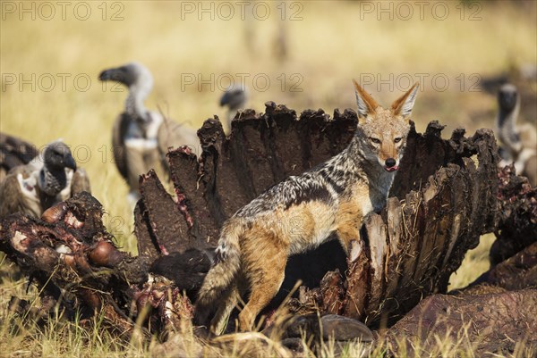 Black-backed Jackal (Canis mesomelas)