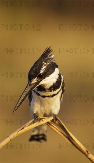 Pied Kingfisher (Ceryle rudis)