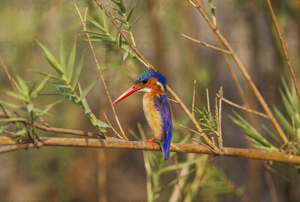 Malachite Kingfisher (Alcedo cristata)