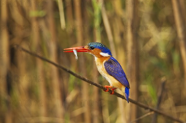 Malachite Kingfisher (Alcedo cristata)