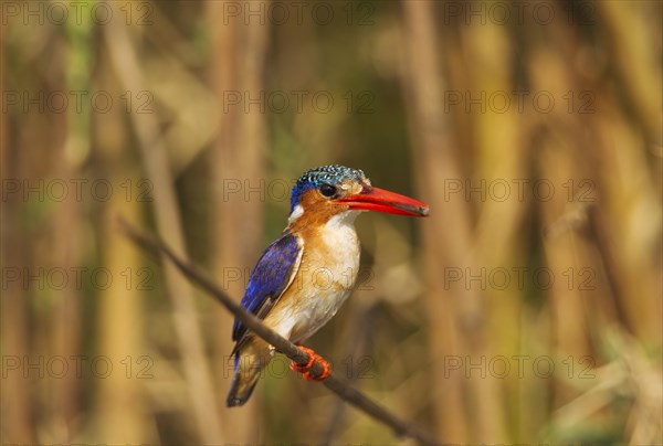 Malachite Kingfisher (Alcedo cristata)