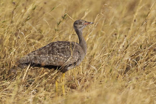 Northern Black Korhaan (Eupodotis afraoides)