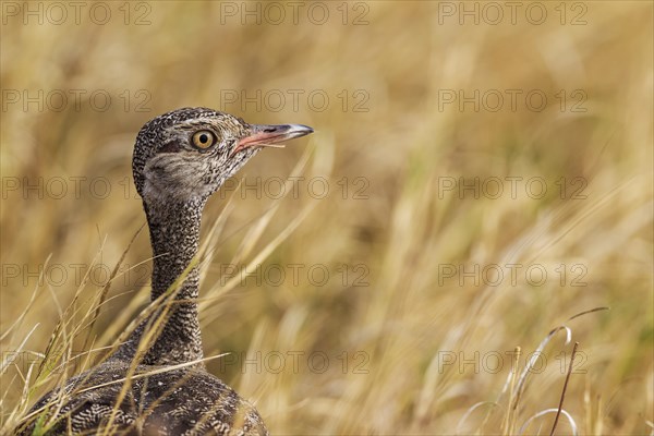 Northern Black Korhaan (Eupodotis afraoides)