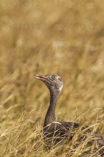 Northern Black Korhaan (Eupodotis afraoides)