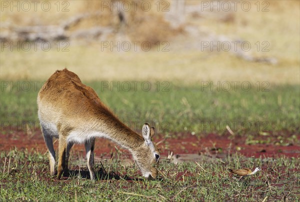 Red Lechwe (Kobus leche leche)