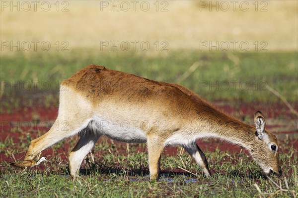 Red Lechwe (Kobus leche leche)