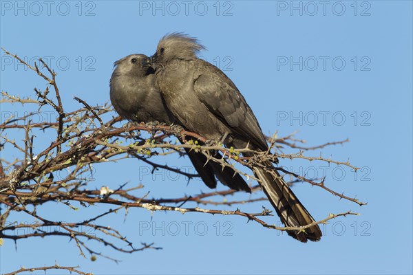 Grey Lourie or Grey Go-Away-Bird (Corythaixoides concolor)