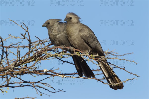 Grey Lourie or Grey Go-Away-Bird (Corythaixoides concolor)