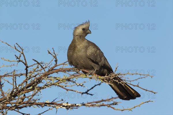 Grey Lourie or Grey Go-Away-Bird (Corythaixoides concolor)