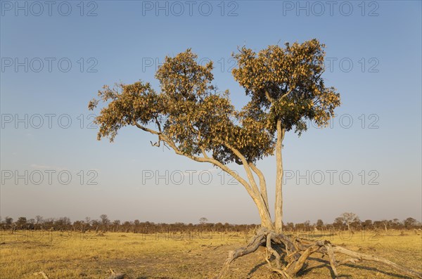 Apple-leaf tree (Lonchocarpus capassa)