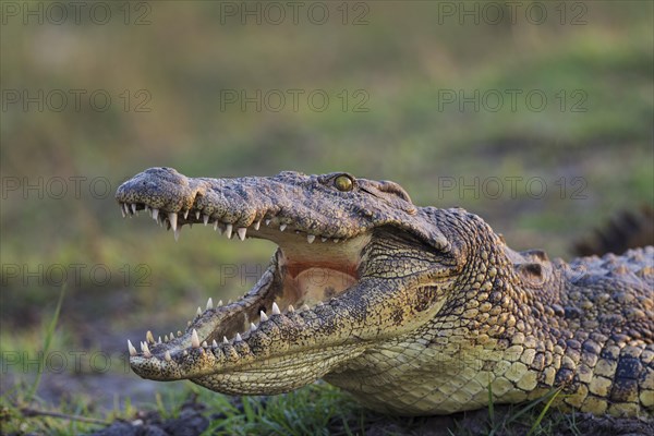 Nile Crocodile (Crocodylus niloticus)