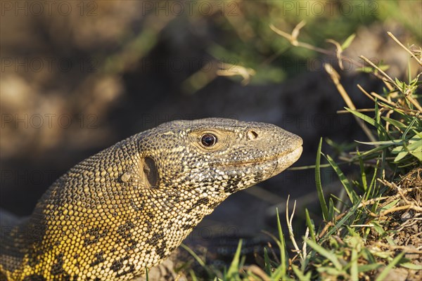 Nile Monitor (Varanus niloticus)