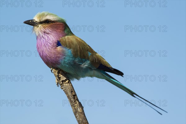 Lilac-breasted Roller (Coracias caudata)