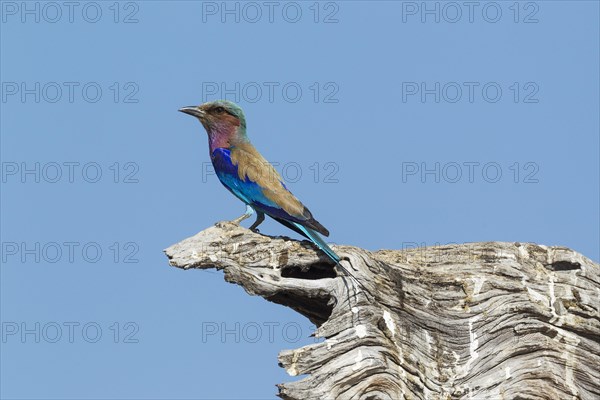Lilac-breasted Roller (Coracias caudata)