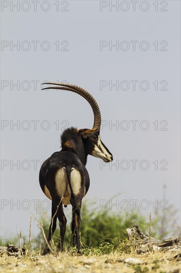 Sable Antelope (Hippotragus niger)