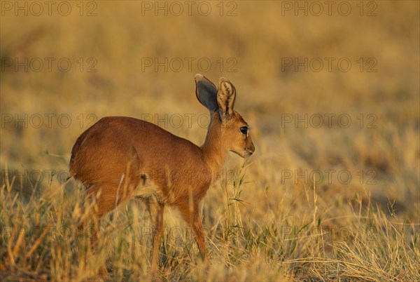 Steenbok (Raphiceros campestris)