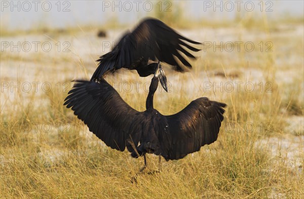 African Openbill or Openbilled Stork (Anastomus lamelligerus)