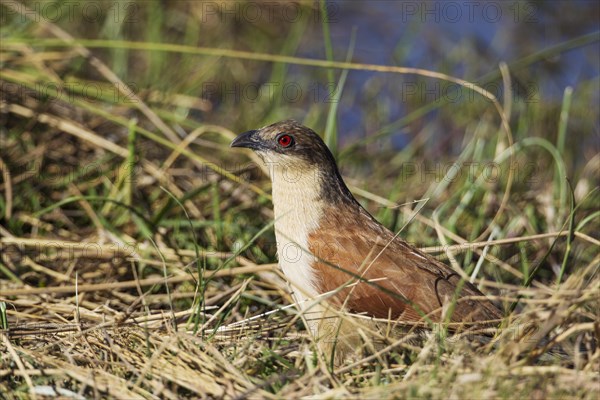 Senegal Coucal (Centropus senegalensis)