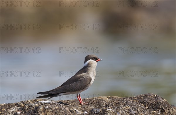 Rock Pratincole (Glareola nuchalis)