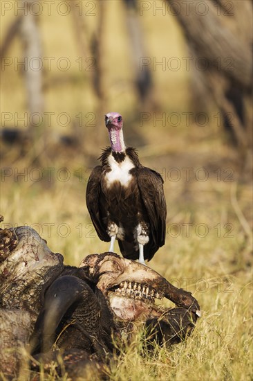 Hooded Vulture (Necrosyrtes monachus)