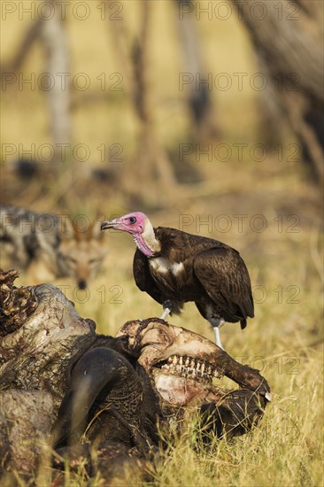 Hooded Vulture (Necrosyrtes monachus)