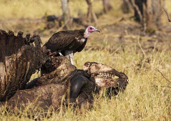 Hooded Vulture (Necrosyrtes monachus)