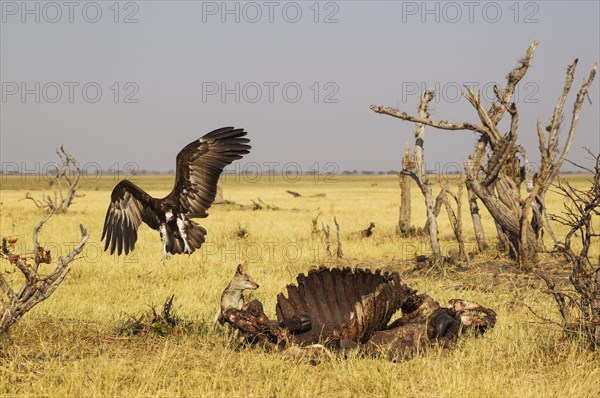 Black-backed Jackal (Canis mesomelas) and Hooded Vulture (Necrosyrtes monachus) at the carcass of a Cape Buffalo (Syncerus caffer caffer)