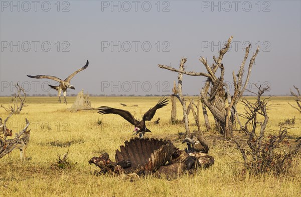 Hooded Vulture (Necrosyrtes monachus) with pink head and White-backed Vultures (Gyps africanus)