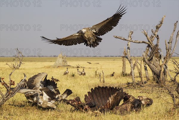 White-backed Vultures (Gyps africanus) at the carcass of a Cape Buffalo (Syncerus caffer caffer)