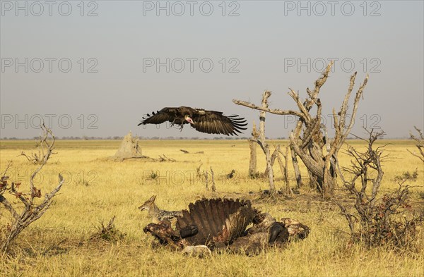 Black-backed Jackal (Canis mesomelas) and Hooded Vulture (Necrosyrtes monachus)