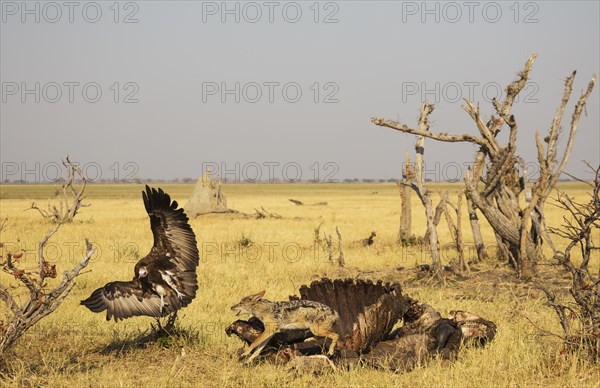 Black-backed Jackal (Canis mesomelas) and Hooded Vulture (Necrosyrtes monachus)